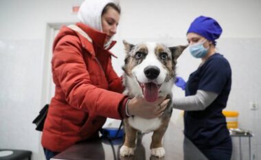 COVID-19: Pas njerëzve, Rusia fillon me vaksinimin e kafshëve  