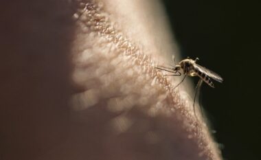 Luftës 70-vjeçare i erdhi fundi, OBSH deklaron Kinën pa malarje
