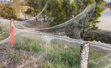 Rrjetat e merimangave pushtojnë Australinë pas përmbytjeve të fundit (FOTO LAJM)