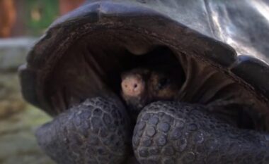 Gjendet breshka gjigande, konsiderohej si një specie e zhdukur një shekull më parë (VIDEO)