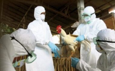Gripi i shpendëve, bashkia Shkodër ndalon tregtimin në mjedise të hapura