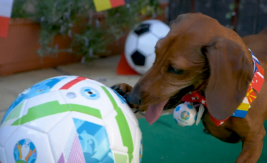 Ndeshja e parë Euro 2020, qeni “predikues”  jep parashikimin për Itali-Turqi (VIDEO)