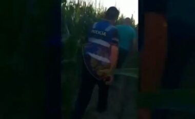 “Lulëzimi i hashashit në Fier”, Policia pas akuzave futet brenda parcelave të misrit (VIDEO)
