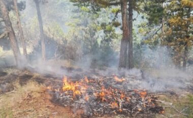 Ushtria në terren! Prej 24 orësh, zjarri në Vithkuq ka djegur 5 hektarë me pisha e shkurre