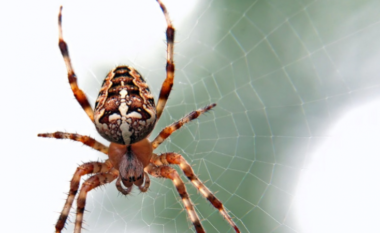 Helmi i merimangës riparon dëmet që i shkakton zemrës një atak kardiak