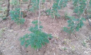 Kishin mbjellë fshatin me kanabis, një i arrestuar dhe një në kërkim në Vlorë