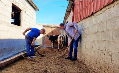 Dritan Leli kap lopatën dhe pastron plehun e lopëve (FOTO LAJM)