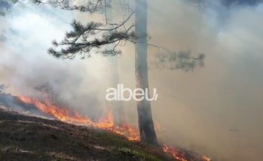 Përfshihet nga flakët pylli në Elbasan, zjarrfikëset mbërrijnë në vendngjarje