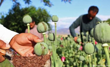 OKB ngre shqetësimin: Prodhimi i opiumit në Afganistan po alarmon botën