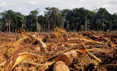 “Klima” arrin suksesin e parë, 110 vende bien dakord për frenimin e shpyllëzimit