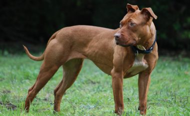 Ndërhyri për të shpëtuar të birin, qeni “PitBull” kafshon për vdekje nënën 35-vjeçare