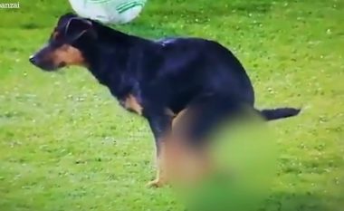 Virale, qeni hynë në fushë dhe le një “dhuratë” (VIDEO)