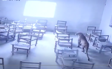 Leopardi futet në shkollë dhe sulmon një nxënës (VIDEO)