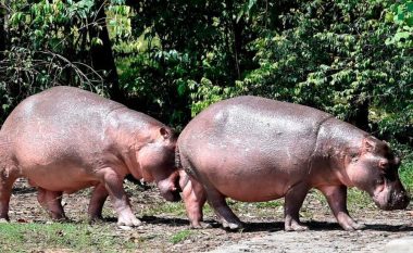 Covid shfaqet për herë të parë te kafshët, dy hipopotamë rezultojnë pozitivë