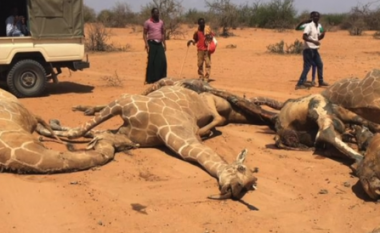 Shokuese: Thatësira rrezikon jetën e njerëzve në Afrikën Lindore, ngordhin qindra kafshë (VIDEO)