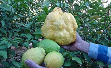 E rrallë në Turqi, zbulohet limoni gjigand me peshë prej 2.4 kilogramë (FOTO LAJM)