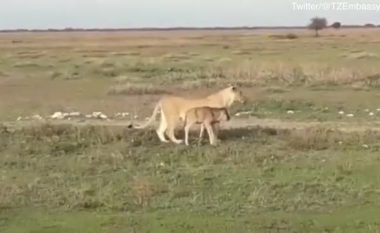 Befason luanesha! Nuk e ha bizonin e vogël, por e shoqëron për te tufa (VIDEO)