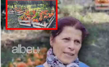 Agimi dhe Violeta lenë Lushnjen dhe punësohen në Xarrë: Çifti vjel mandarina për 2 000 lekë në ditë
