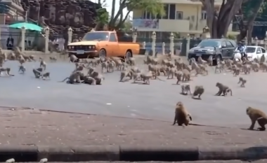 “Bandat” e majmunëve zbresin në qytetin e Tajlandës dhe terrorizojnë banorët (VIDEO)