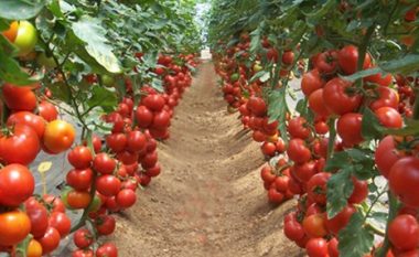 Ishin me pesticide të rrezikshme/ Pas pjeshkëve, Kroacia asgjëson edhe 4 ton domate nga Shqipëria