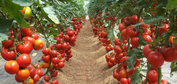 Ishin me pesticide të rrezikshme/ Pas pjeshkëve, Kroacia asgjëson edhe 4 ton domate nga Shqipëria