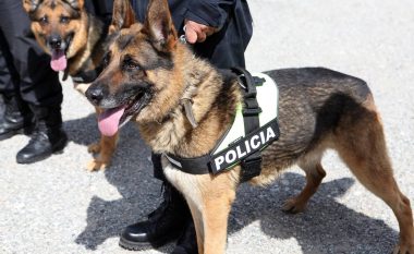 Policia nxjerr qentë në shitje, “Lisa” fillon nga 20,000 lekë, “Riku” 8,000 lekë