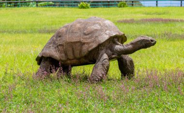 Është 190 vjeç, njihuni me breshkën më të vjetër në botë