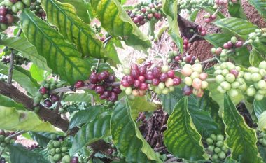 Rritet në Panama, ja cila është kafeja më e shtrenjtë në botë