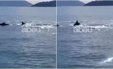 Delfinët dhurojnë spektakël në brigjet e Karaburunit (VIDEO)