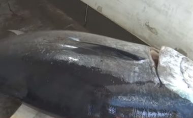 Bie në rrjetë peshku 400 kg, më i madhi i dekadës së fundit (VIDEO)