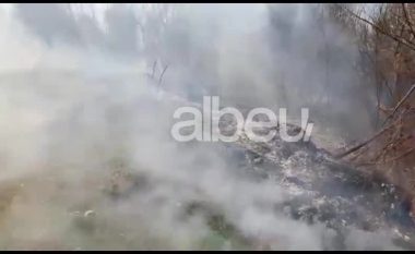 Zjarr në Berat, digjen dhjetëra vreshta dhe blloqe me fiq (VIDEO)