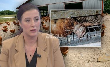 Gripi i shpendëve po qarkullon në Evropë, Margariti: Mund të vijë dhe te ne, pse ngordhën pulat në Durrës