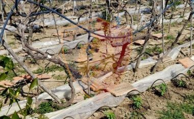 Kanabis mes rreshtave të rrushit, arrestohet “vreshtari” në Milot