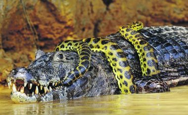 Në betejën e krokodilëve dhe anakondave, fituesi është gjithmonë i pasigurt