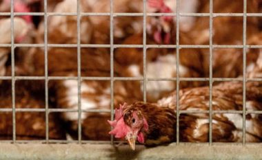 Gripi i shpendëve, Ministria e Bujqësisë: Asgjesohen 120 mijë pula, po survejohen të gjitha fermat