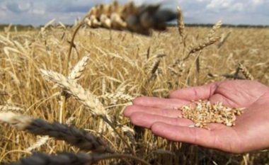 Rusia kërcënon BE-në me “bukën e gojës”, por cili është prodhuesi më i madh i grurit në botë?