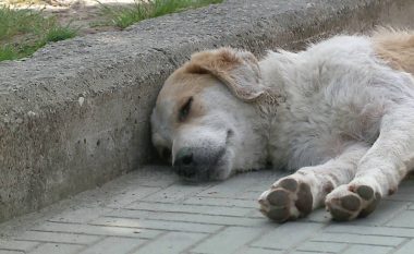 EMRAT/ I helmojnë dhe i tërheqin zvarrë, punonjësit e Bashkisë Elbasan vrasin qentë pa mëshirë (VIDEO)