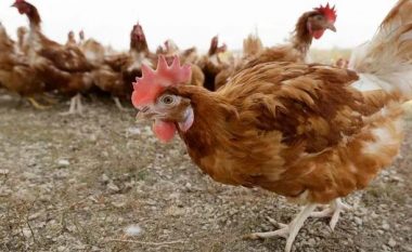 Ç’po ndodh me pulat? Ngrodhin 160 të tjera në Vlorë