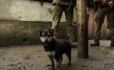 Ushtria ukrainase shpëton qenushin dhe mban pranë si simbol fatsjellës (VIDEO)