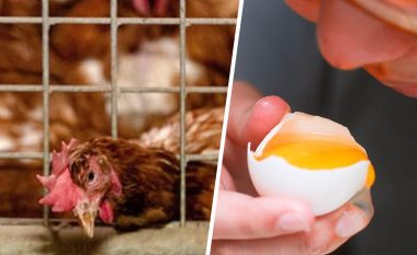 Gripi i shpendëve, eksperti: Si ta provoni nëse veza dhe mishi i pulës janë të infektuar