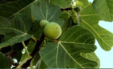 Zbuloni vetitë çudibërëse të gjetheve të fikut për shëndetin