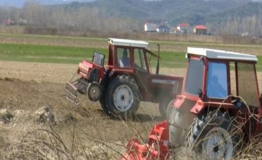 Shqipëri, rritja e çmimeve dhe ndikimi i tyre në kultivimin e misrit