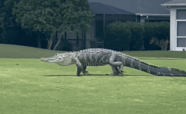 Momenti kur krokodili gjigant futet në fushë dhe ndërpret lojën e golfit (VIDEO)