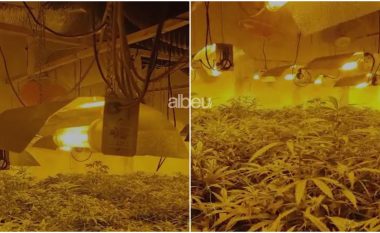 Zbulohet “shtëpi bari” me 700 bime narkotike në Krujë, 4 të arrestuar, mes tyre 2 punonjës të OSHEE (VIDEO)