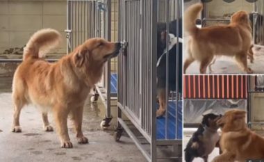 Momenti kur qeni i zgjuar hap kafazin për të nxjerrë jashtë dy miqtë e saj (VIDEO)