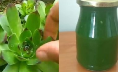 Emrin po ia dëgjoni për herë të parë, çaji i kësaj bime trajton një problem të përhapur te të gjitha moshat
