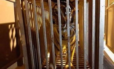 ARSYET/ Kopshti zoologjik në Kharkiv po përgatitet të vrasë luanët, tigrat e arinjtë