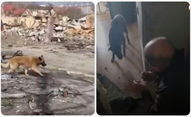 Lufta në Ukrainë: Qentë janë ende besnikë, ata kërkojnë pronarët e tyre dhe ruajnë shtëpitë (VIDEO)