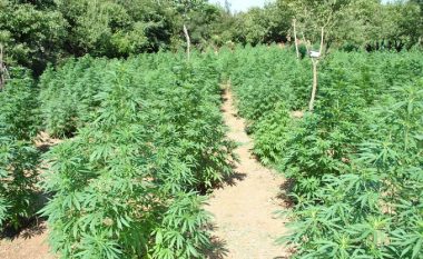 Operacion anti-drogë në Vlorë, zbulohen rreth 5 mijë bimë kanabis