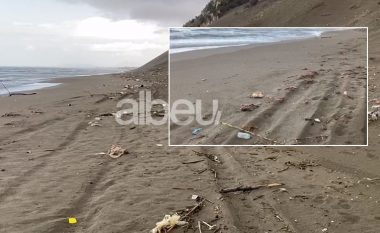 Bregdeti i Shëngjinit mbushet plot me pula të ngordhura, institucionet përgjegjëse “në gjumë” (VIDEO)